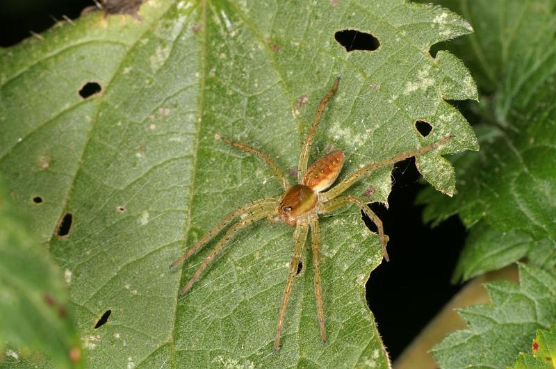 Dolomedes_fimbriatus_D8314_Z_90_Les Gris_Frankrijk.jpg